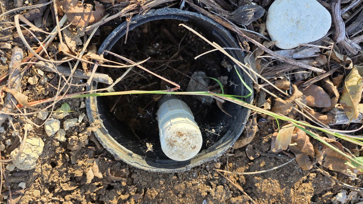 A white capped pipe inside a black ring in a flower bed, a septic drain field inspection port